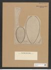 Surirella guatimalensis Ehr. (de-Toni-Nr.: Genus 53, Species 2270) Zeichnungen Sammlung Grunow Nr. 4697 (NHMW-BOT-W0372780)